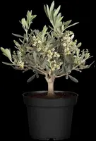 Olea europaea (Olijf) - afbeelding 13