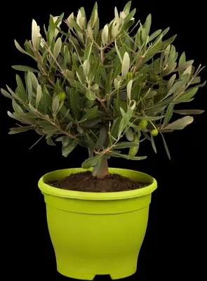 Olea europaea (Olijf) - afbeelding 3