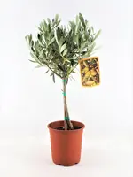 Olea europaea (Olijf) - afbeelding 1