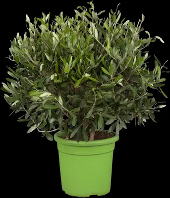 Olea europaea (Olijf) - afbeelding 2
