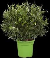Olea europaea (Olijf) - afbeelding 1