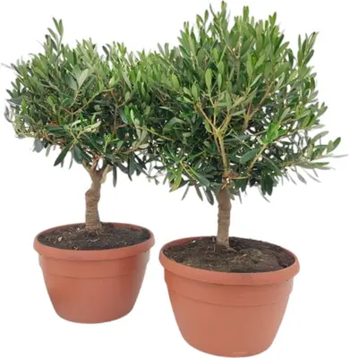 Olea europaea (Olijf) - afbeelding 1