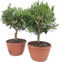Olea europaea (Olijf) - afbeelding 1