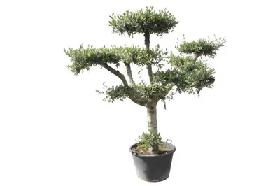 Olea europaea (Olijf) - afbeelding 1