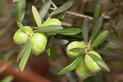 Olea europaea (Olijf) - afbeelding 5