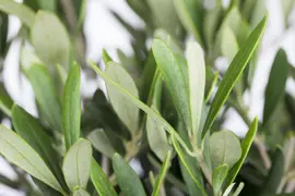 Olea europaea (Olijf) - afbeelding 9
