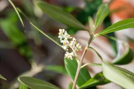 Olea europaea (Olijf) - afbeelding 15