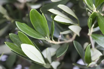 Olea europaea (Olijf) - afbeelding 8