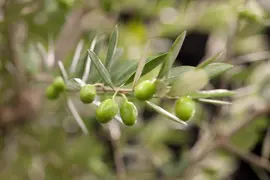 Olea europaea (Olijf) - afbeelding 5