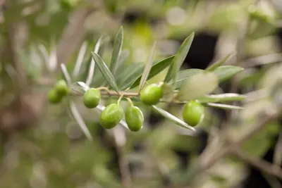 Olea europaea (Olijf) - afbeelding 5