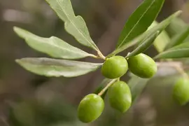 Olea europaea (Olijf) - afbeelding 7