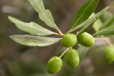 Olea europaea (Olijf) - afbeelding 7