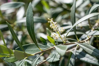 Olea europaea (Olijf) - afbeelding 17