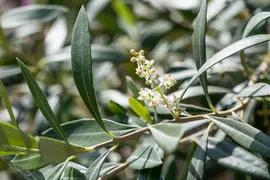 Olea europaea (Olijf) - afbeelding 17