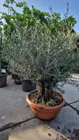 Olea europaea (Olijf) kopen?