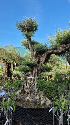 Olea europaea (Olijf) - afbeelding 1