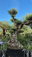 Olea europaea (Olijf) kopen?