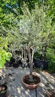Olea europaea (Olijf) kopen?