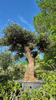 Olea europaea (Olijf) kopen?