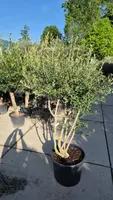 Olea europaea (Olijf) kopen?