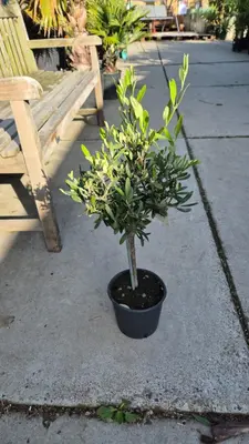 Olea europaea (Olijf) - afbeelding 1