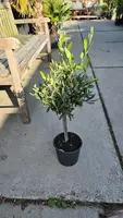 Olea europaea (Olijf) kopen?