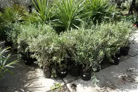 Olea europaea (Olijf) bush 80cm - afbeelding 4