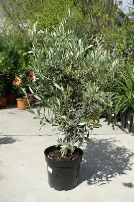 Olea europaea (Olijf) bush 80cm - afbeelding 1