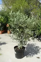 Olea europaea (Olijf) bush 80cm - afbeelding 2