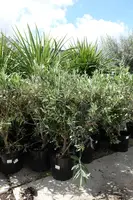 Olea europaea (Olijf) bush 80cm - afbeelding 3