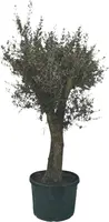 Olea europaea (Olijfboom) 180cm - afbeelding 1