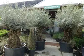 Olea europaea (Olijfboom) 240cm - afbeelding 4