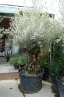 Olea europaea (Olijfboom) 240cm - afbeelding 1