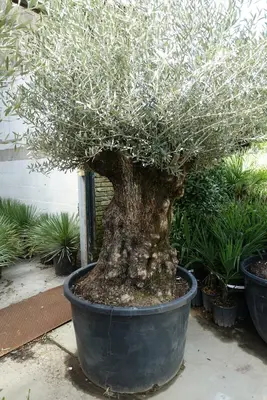 Olea europaea (Olijfboom) 240cm - afbeelding 2