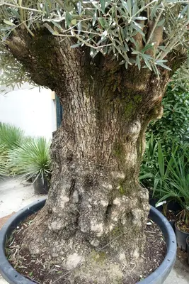 Olea europaea (Olijfboom) 240cm - afbeelding 3