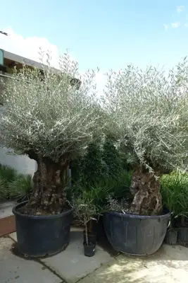 Olea europaea (Olijfboom) 240cm - afbeelding 5