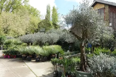 Olea europaea (Olijfboom) 260cm - afbeelding 2
