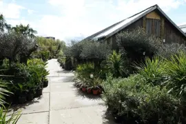 Olea europaea (Olijfboom) 260cm - afbeelding 4