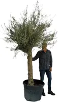 Olea europaea (Olijfboom) 260cm - afbeelding 1