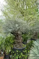 Olea europaea (Olijfboom) bonsai 160cm - afbeelding 1