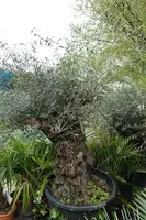 Olea europaea (Olijfboom) bonsai 160cm - afbeelding 2