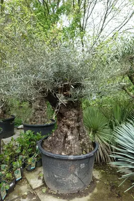 Olea europaea (Olijfboom) bonsai 160cm - afbeelding 3