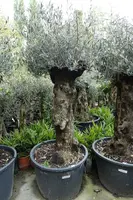 Olea europaea (Olijfboom) bonsai 180cm - afbeelding 1