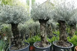 Olea europaea (Olijfboom) bonsai 180cm - afbeelding 2