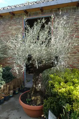 Olea europaea (Olijfboom) bonsai 180cm - afbeelding 1