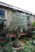 Olea europaea (Olijfboom) bonsai 180cm - afbeelding 3