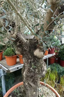 Olea europaea (Olijfboom) bonsai 180cm - afbeelding 4