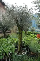 Olea europaea (Olijfboom) bonsai 200cm - afbeelding 1