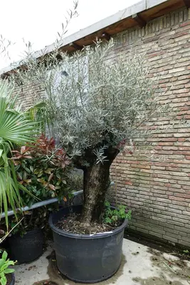 Olea europaea (Olijfboom) bonsai 200cm - afbeelding 1