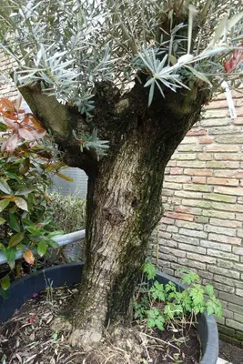 Olea europaea (Olijfboom) bonsai 200cm - afbeelding 2